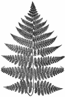 Fern 1